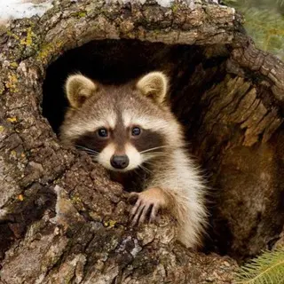 atreehole avatar