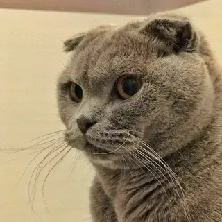 cat_kv avatar