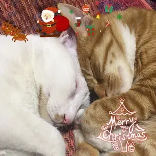 miaowu avatar